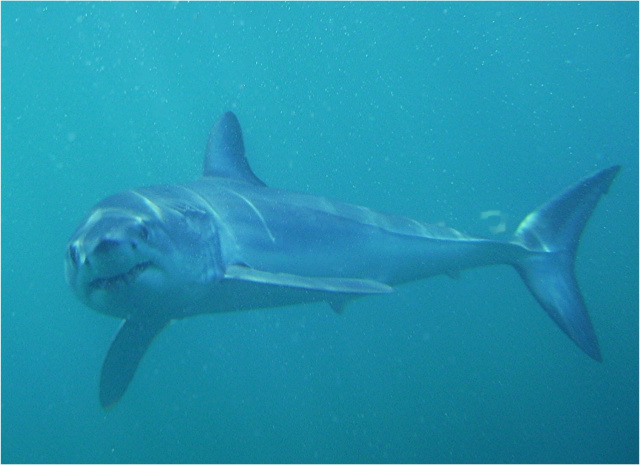 Mako Shark